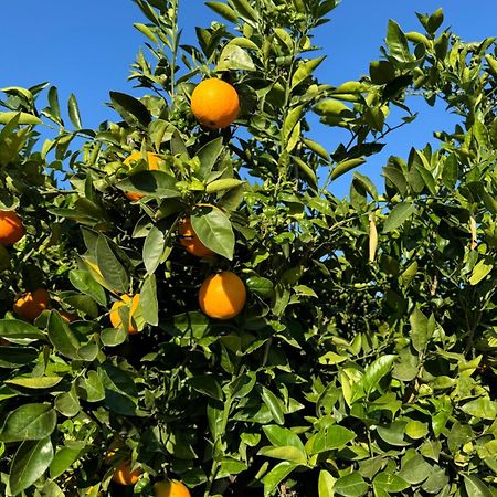 Finca Malata Turis Екстер'єр фото